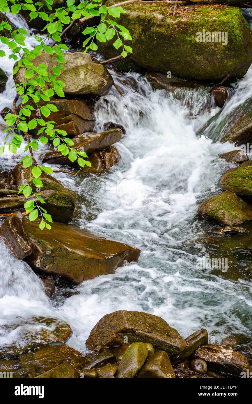 fragment of a mountain river in lush green forest. rapid stream flowing between moss covered rocks. nature vertical background with brook in spring in Stock Photo