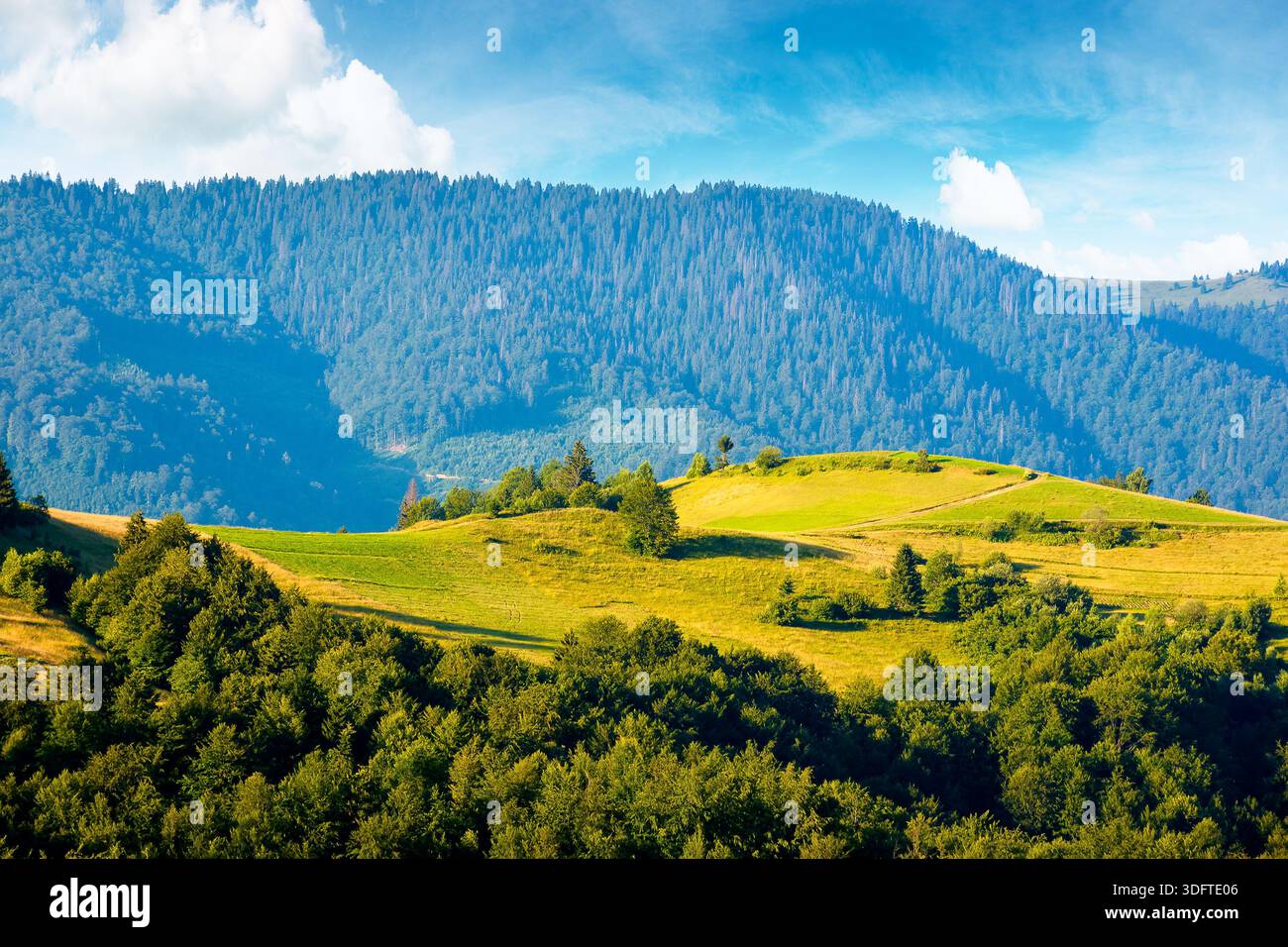 mountainous countryside landscape with rolling hills on summer morning. rural area of mizhhirya district. beautiful view of place with green grassy pa Stock Photo