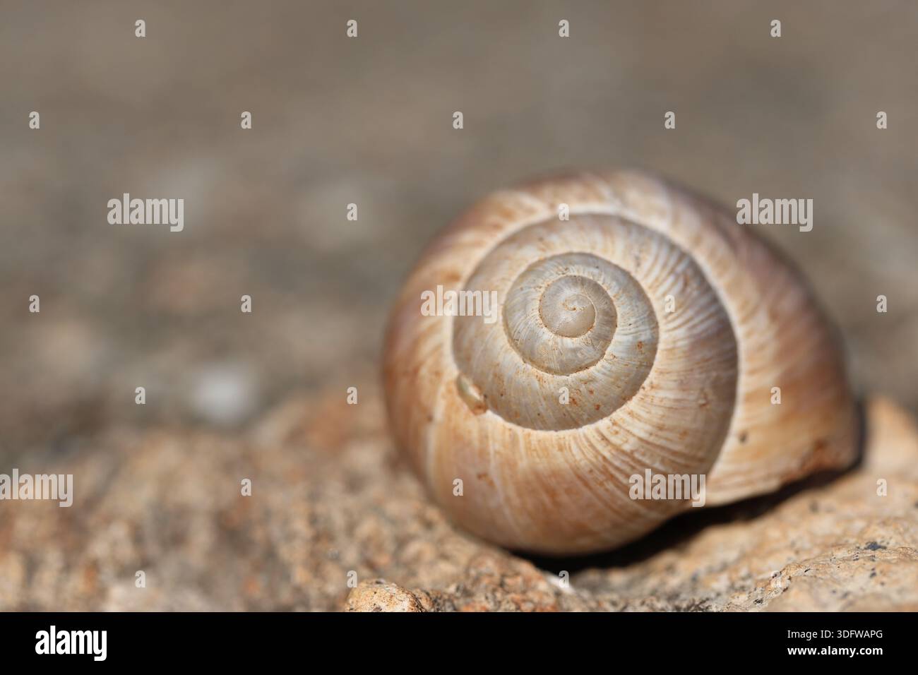 an empty snail shell on the rock. Close up of snail shell with spiral ...