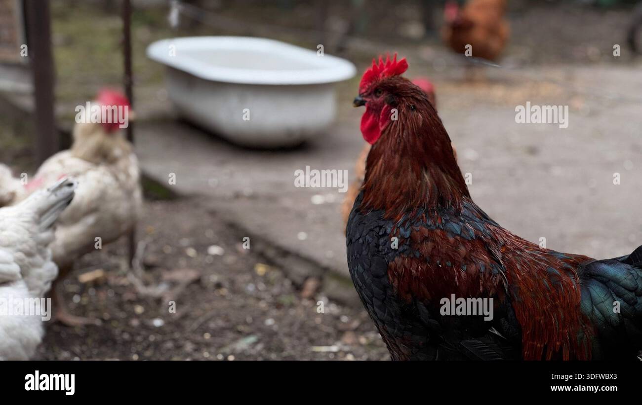 Vibrant Rooster Among Chickens in Rustic Farmyard Setting Stock Photo
