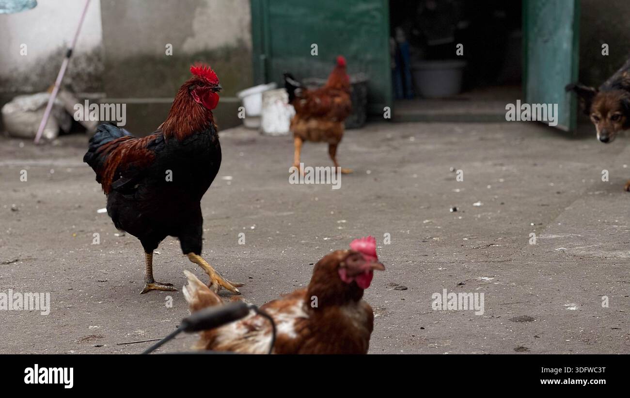 Vibrant Roosters and Chickens Roaming in Farmyard Setting Stock Photo