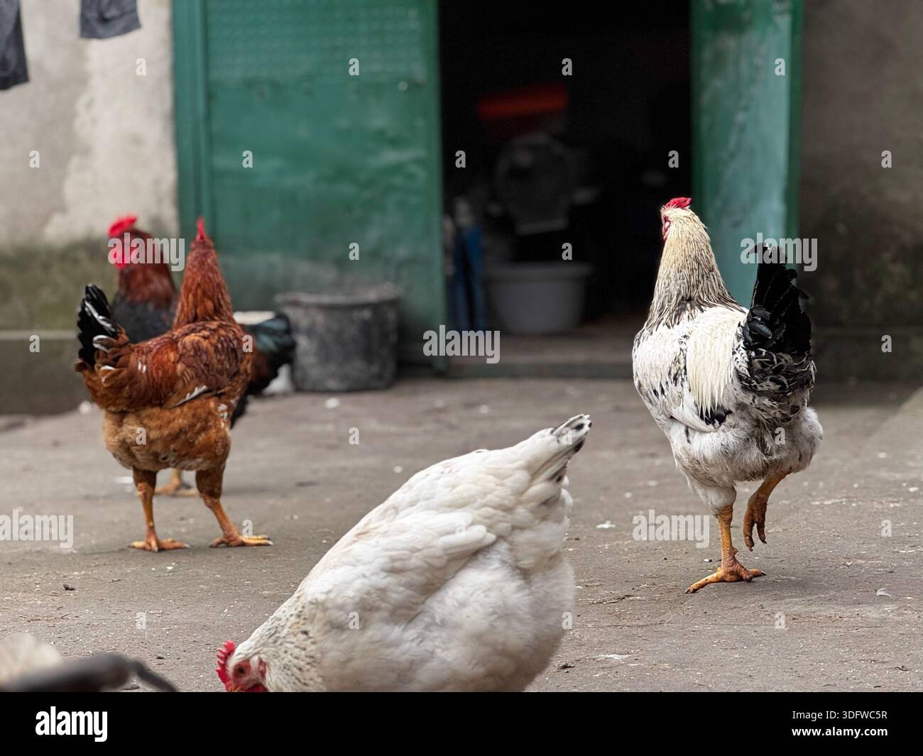 Vibrant Chickens Roaming in a Rustic Farmyard Setting Stock Photo