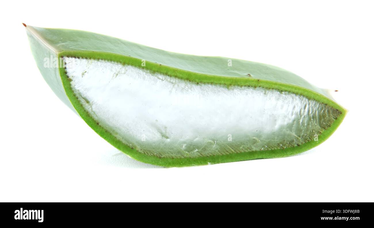 A single slice of aloe vera plant reveals its clear, gel-like pulp and  green outer skin, isolated on a white background Stock Photo - Alamy