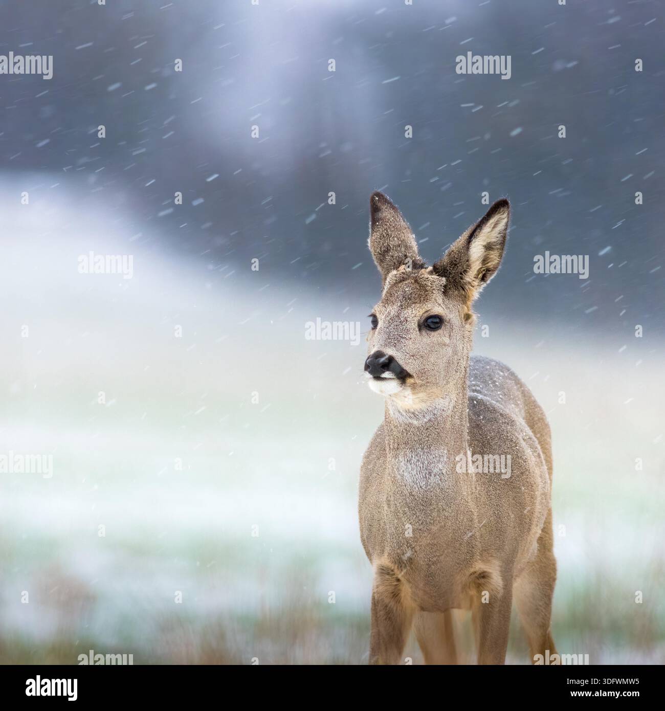 young roe deer in falling snow Stock Photo