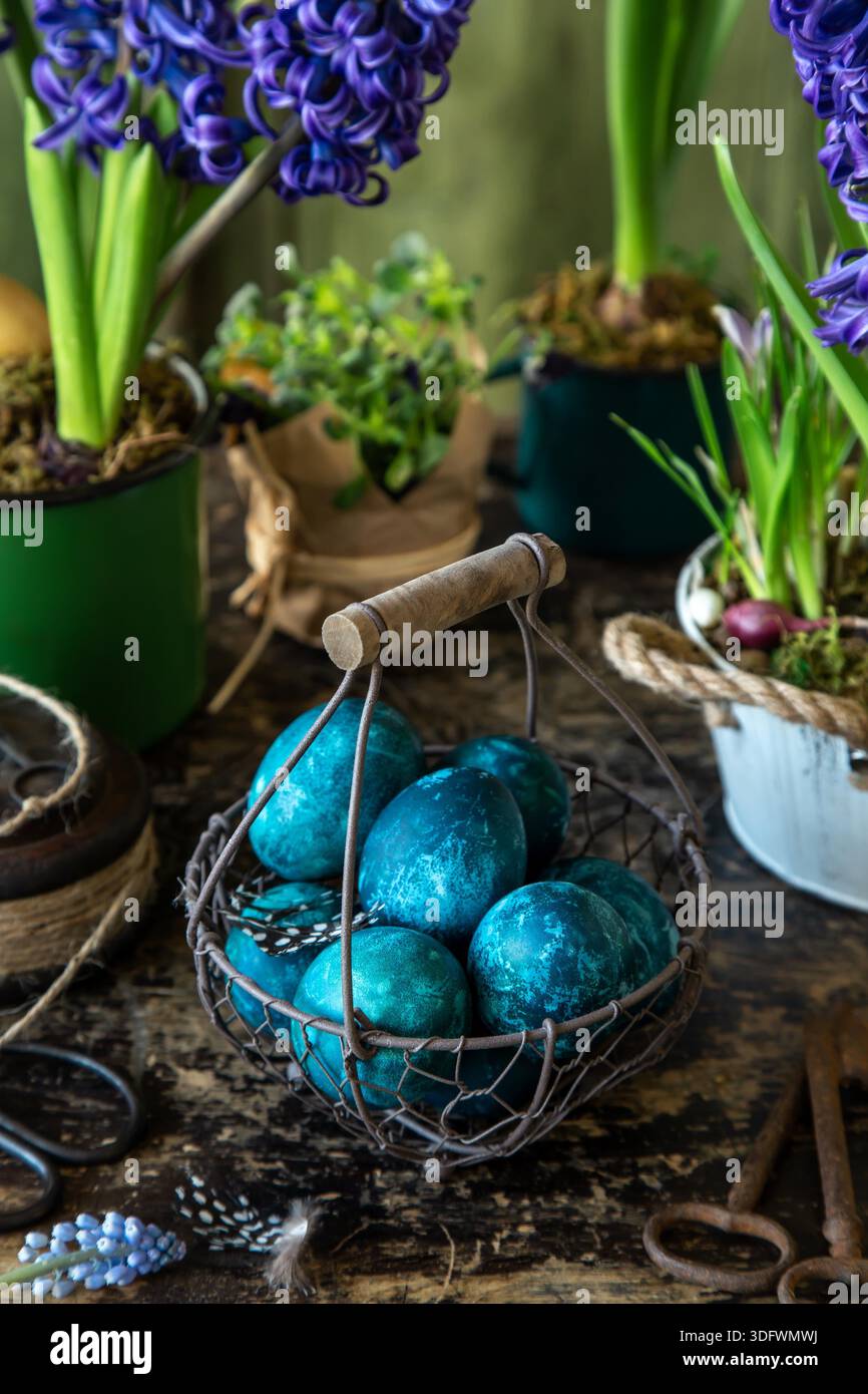 blue Easter eggs in vintage basket with spring flowers, dark rustic background Stock Photo