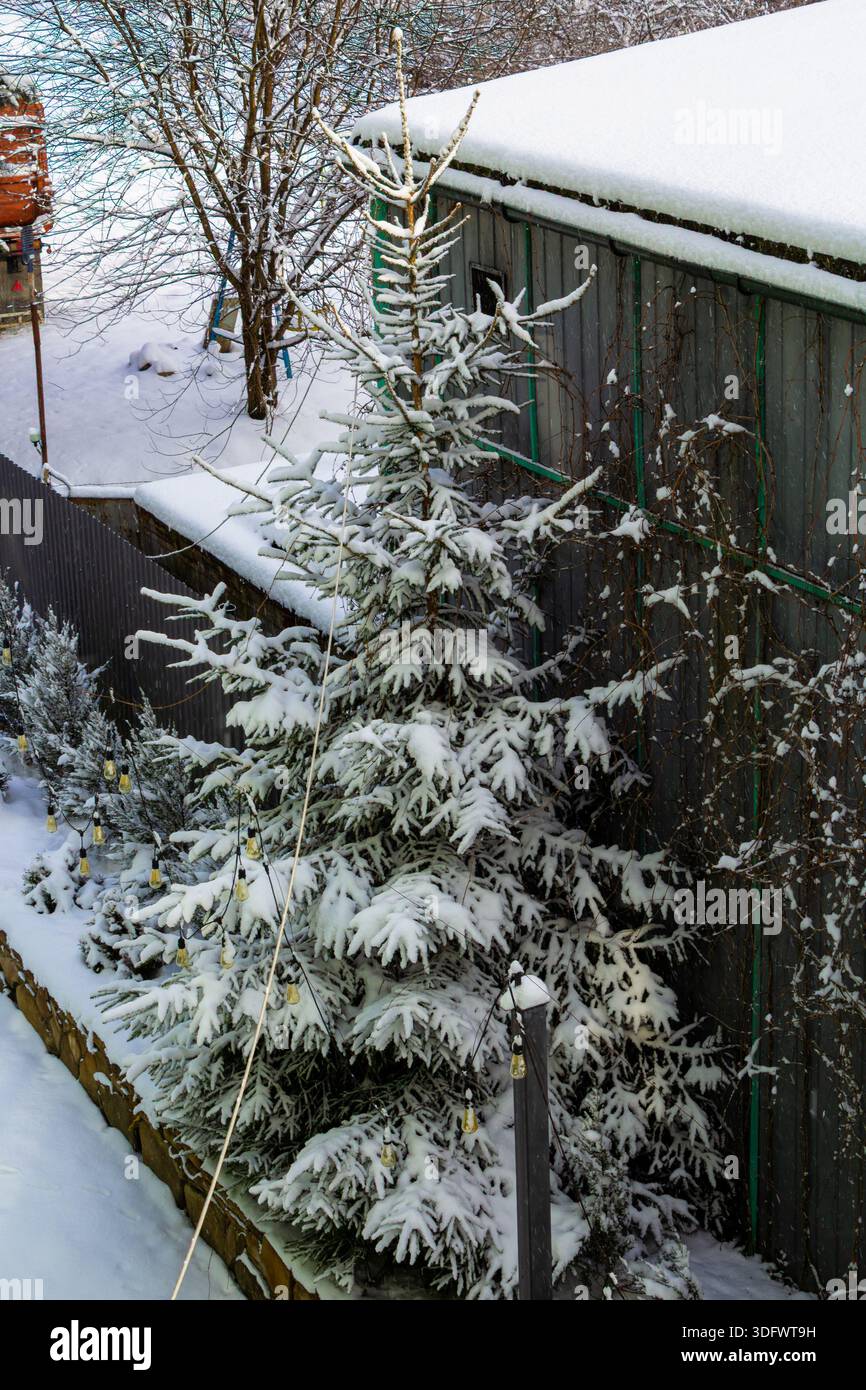 Single pine in snow hi-res stock photography and images - Alamy