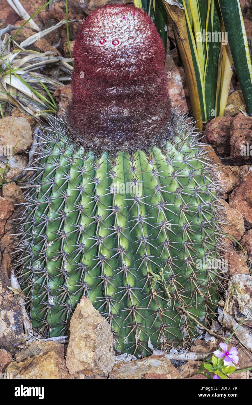 Echinocactus visnaga hi-res stock photography and images - Alamy