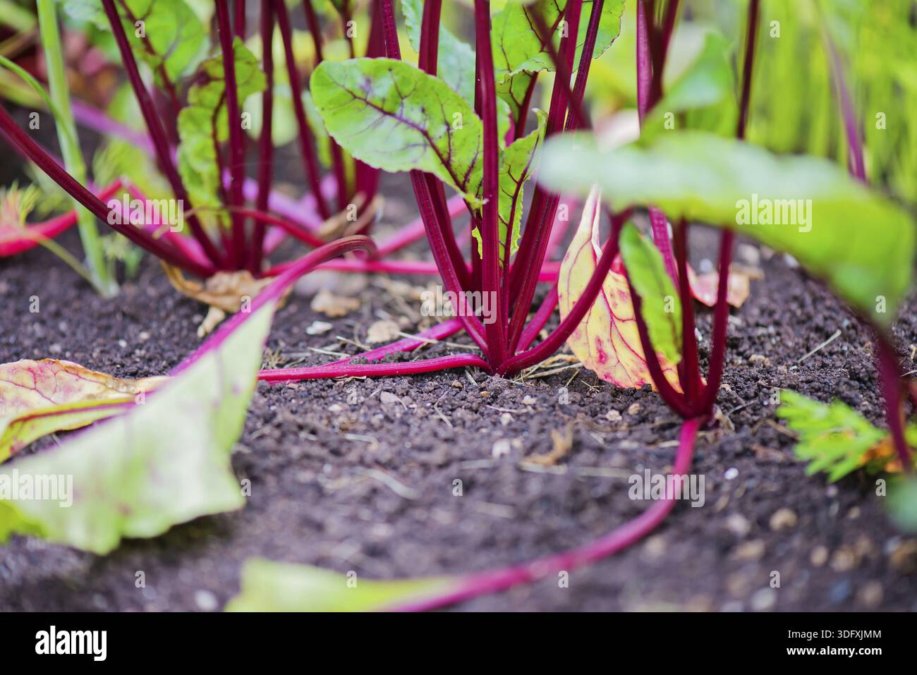 Young beet grows on a bed in kitchen-garden Stock Photo