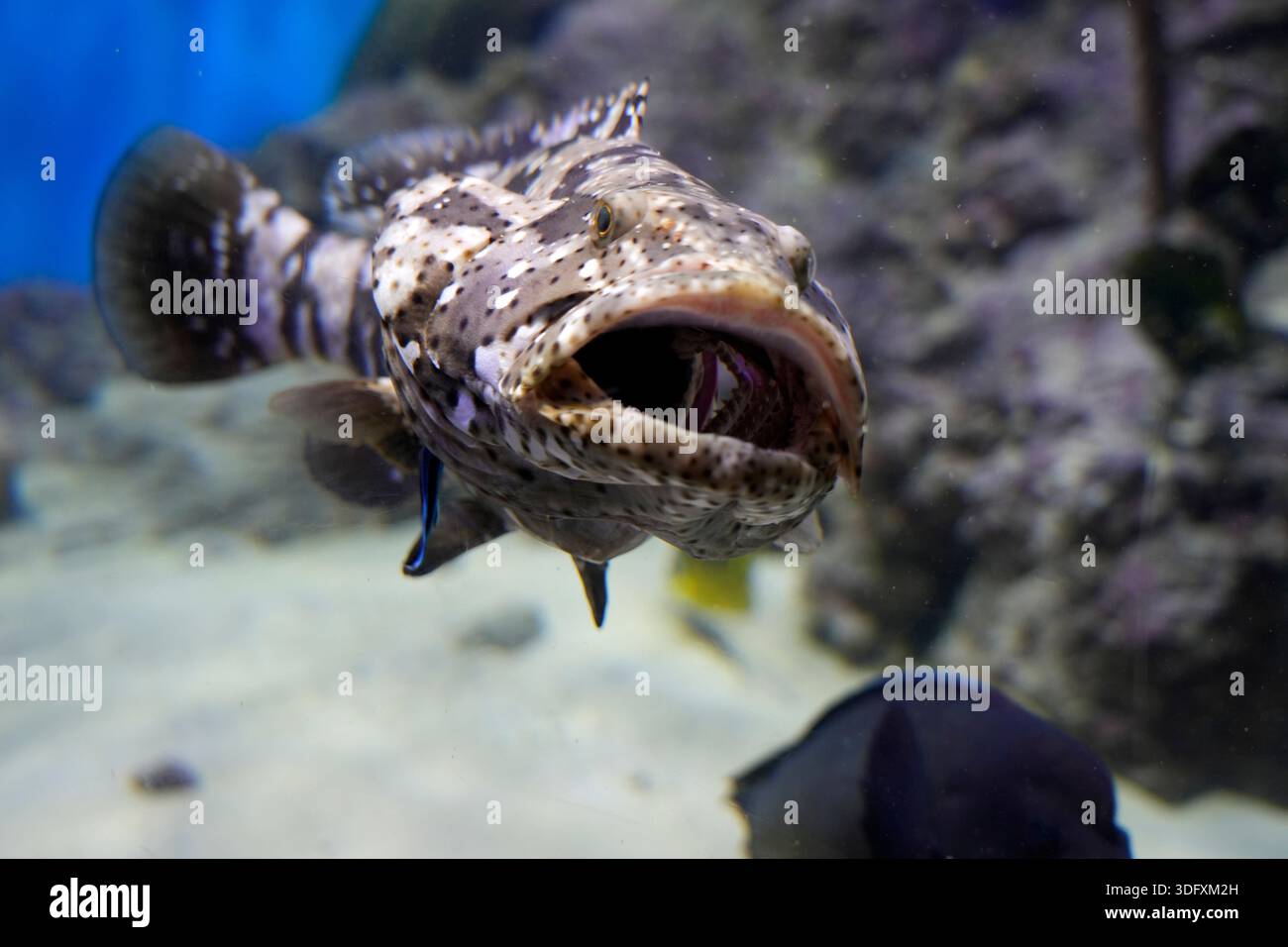 A large spotted grouper floats underwater with its mouth wide open 