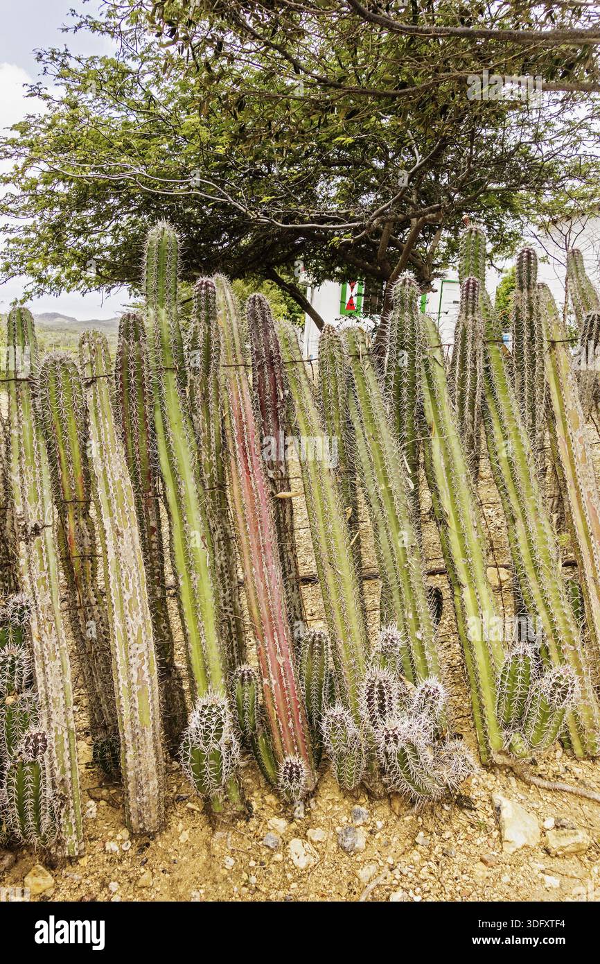 Cactus fencing hi-res stock photography and images - Alamy