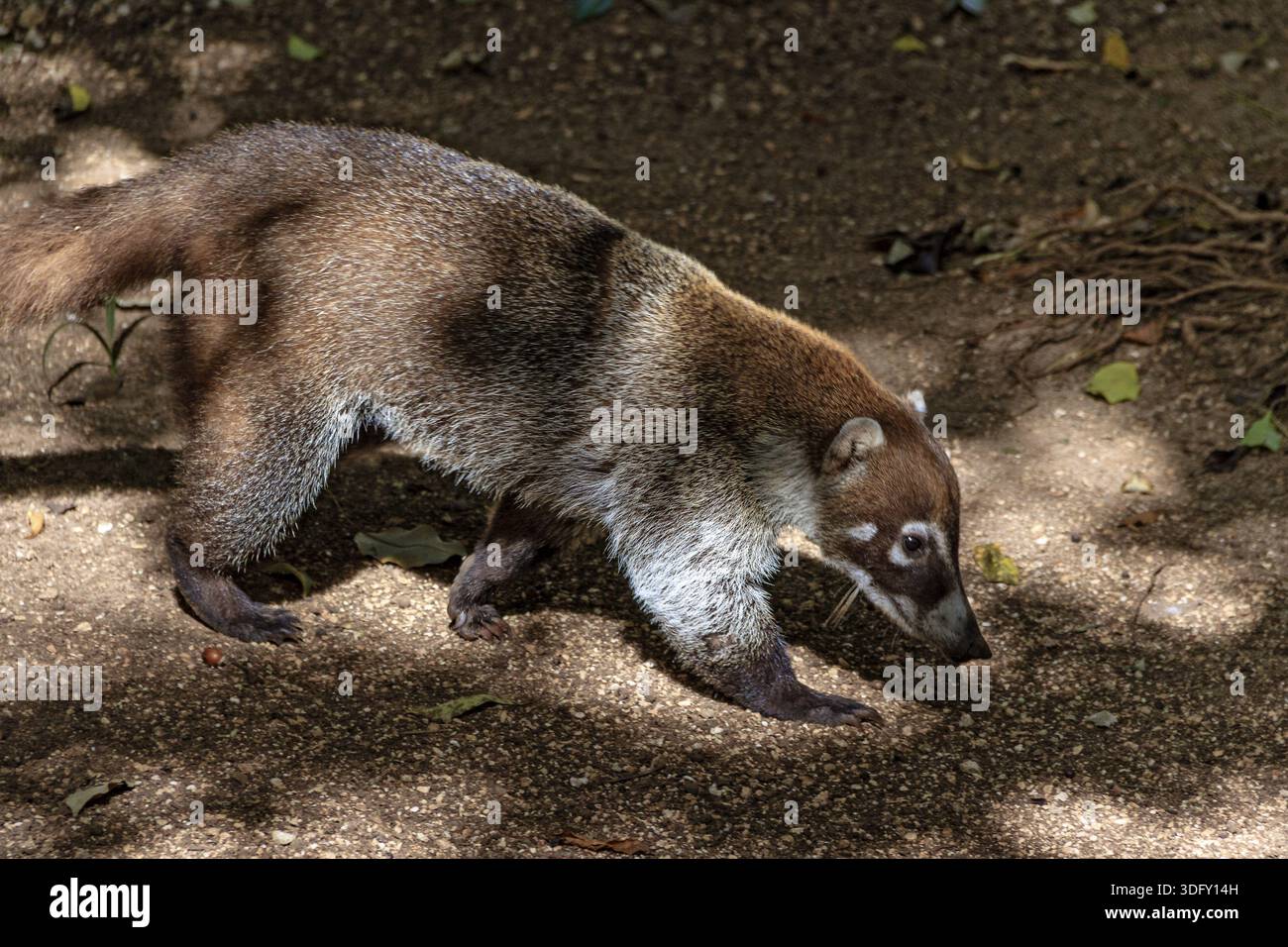 Coati hunting in the jungle hi-res stock photography and images - Alamy