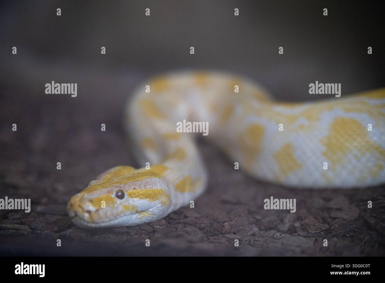 Albino python resting on dark ground looking Stock Photo