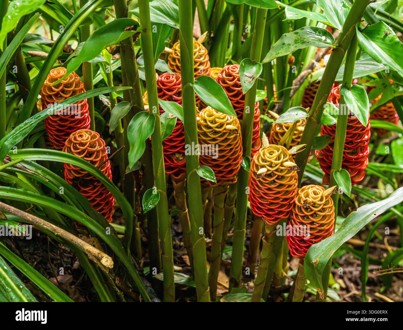 Bright beehive ginger plants stand tall in a Costa Rica rainforest ...