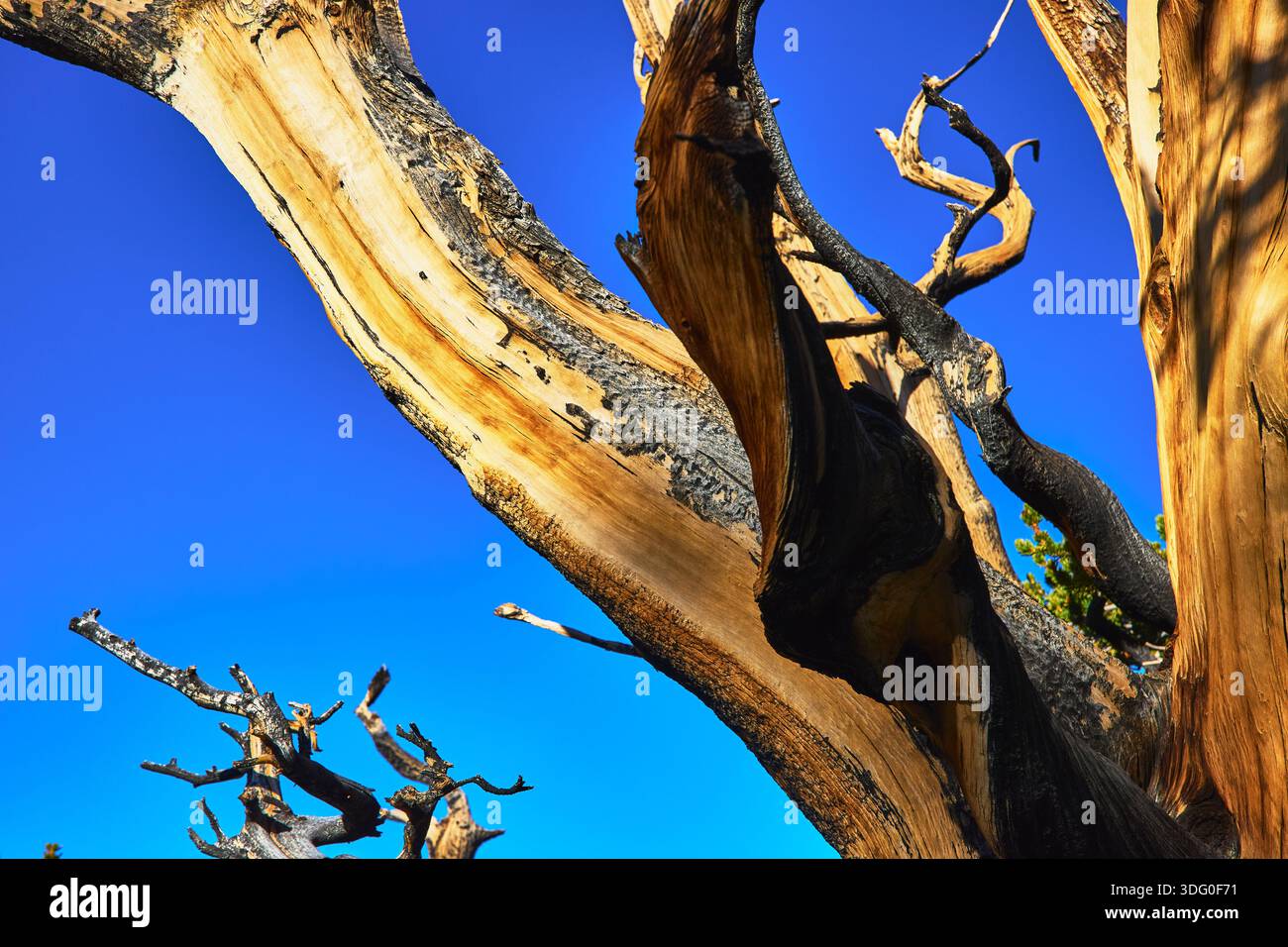 Bristlecone Pine Tree Twisted Branches Against Blue Sky White Mountain ...