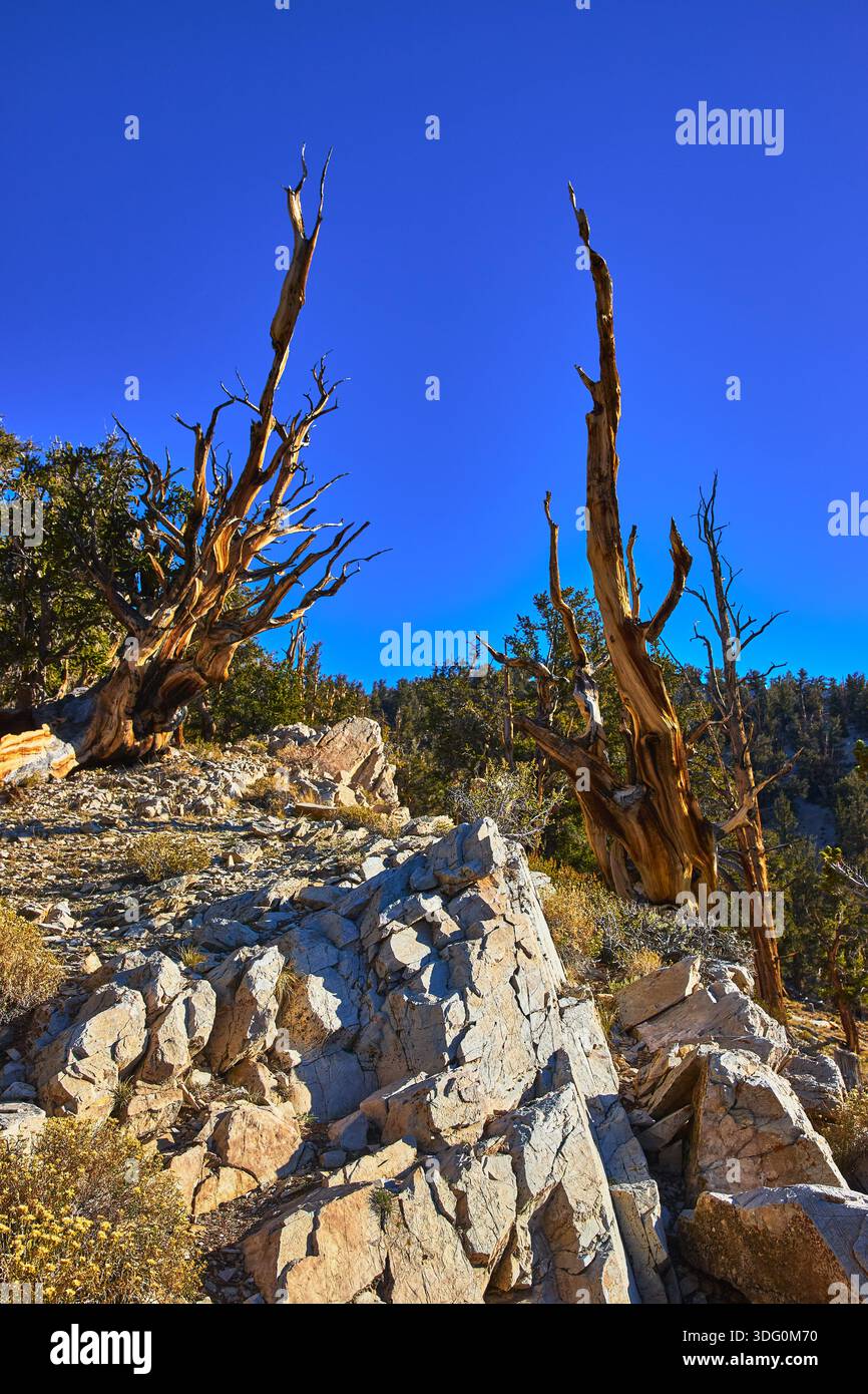 Iconic ancient pine tree hi-res stock photography and images - Alamy