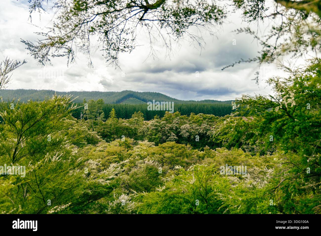 Under lush green canopy leaves hi-res stock photography and images - Alamy