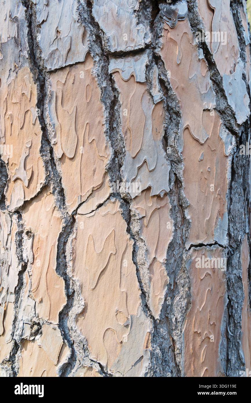 Pine trunks in line with their textured bark. Texture Stock Photo