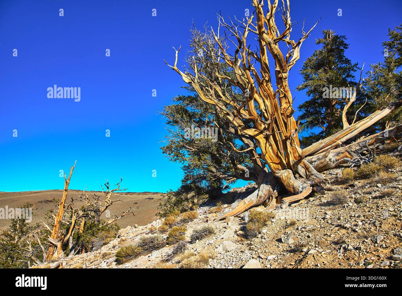 Bristlecone Pine Tree Ancient Landscape White Mountain California ...