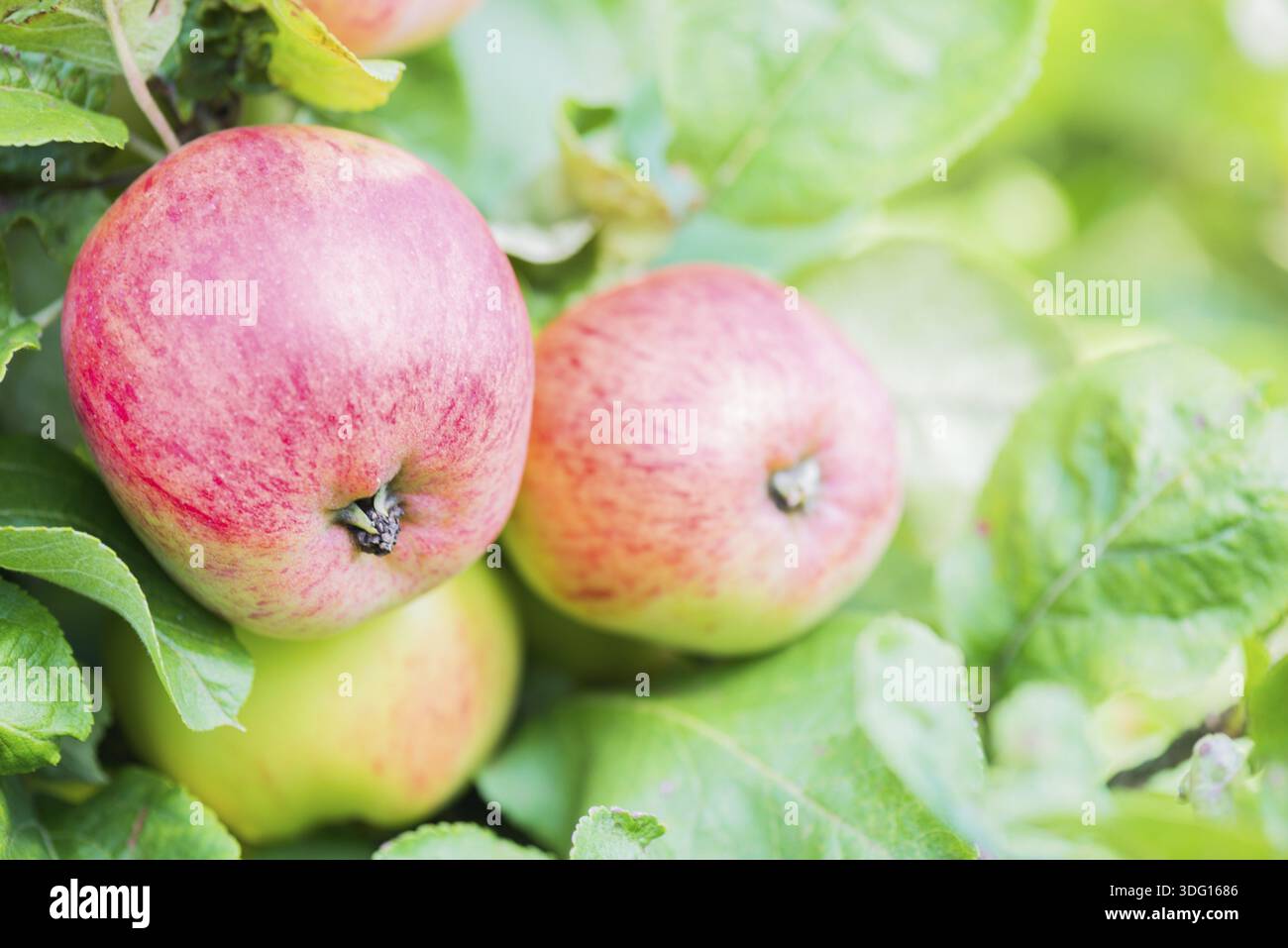 Apple tree branch juicy fruit hi-res stock photography and images - Alamy