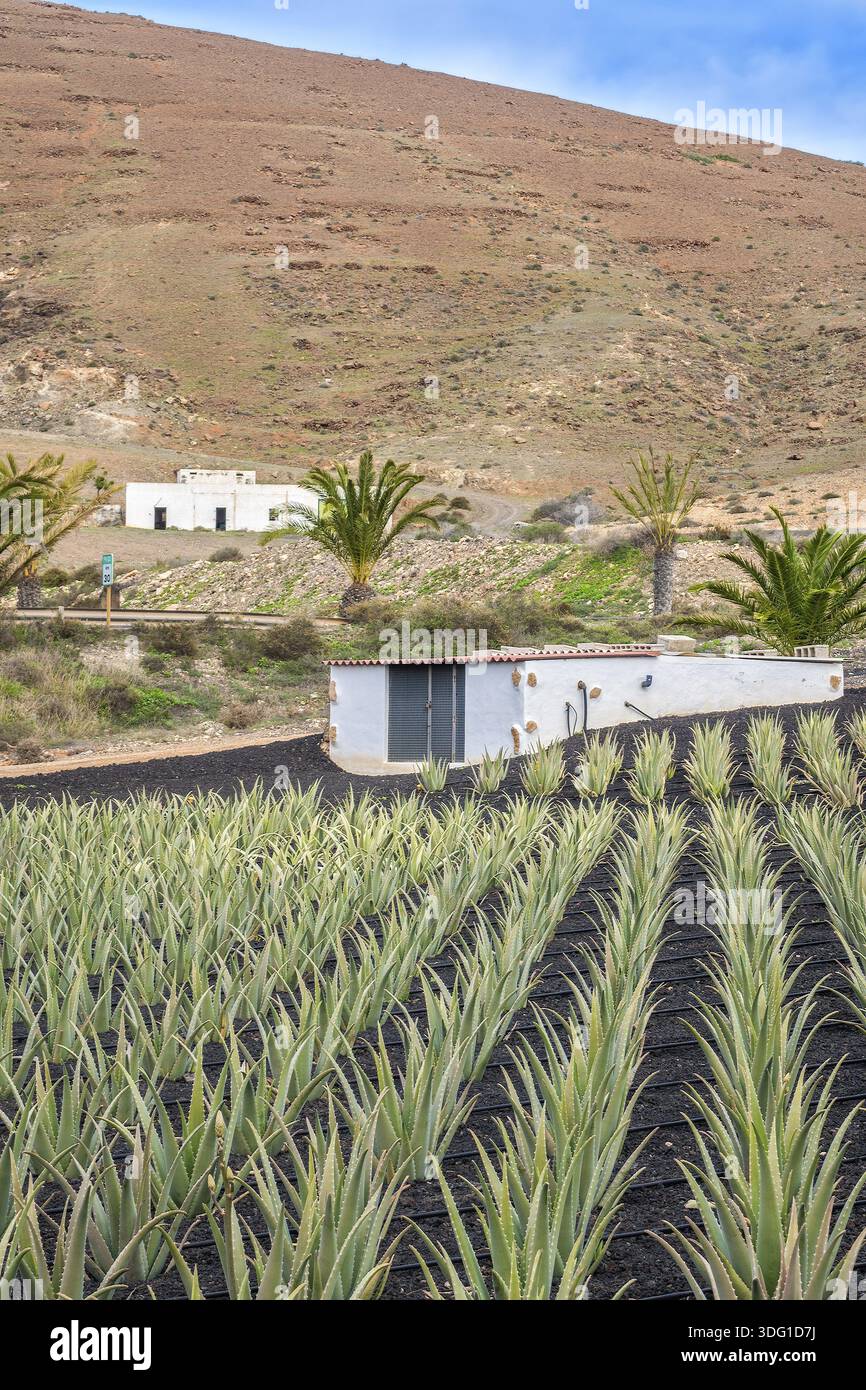 Cultivated Aloe Plants On A Farm Fuerteventura Canary Islands Spain Stock  Photo - Alamy