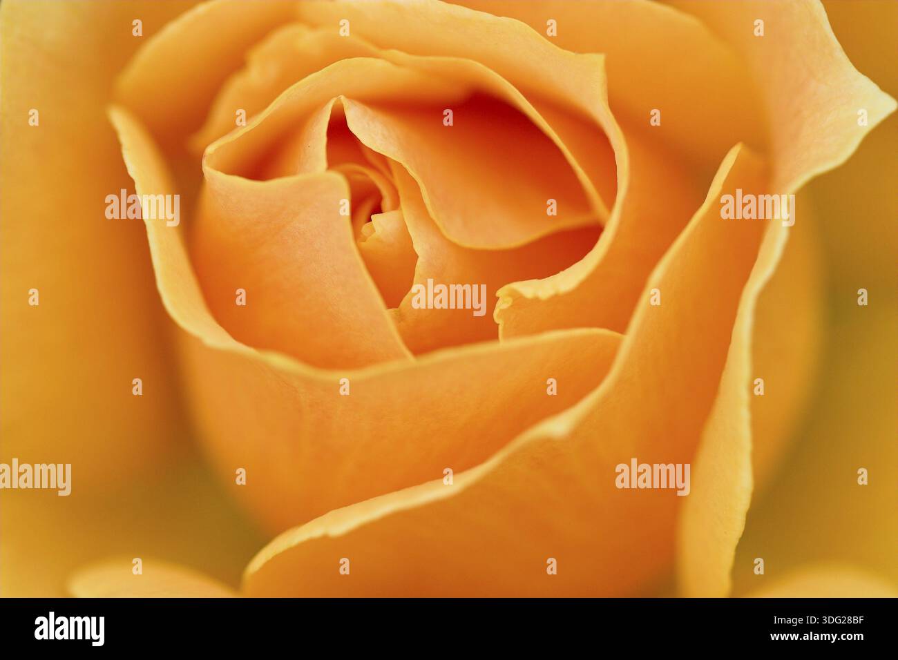 Yellow Hybrid Tee Rose Stock Photo