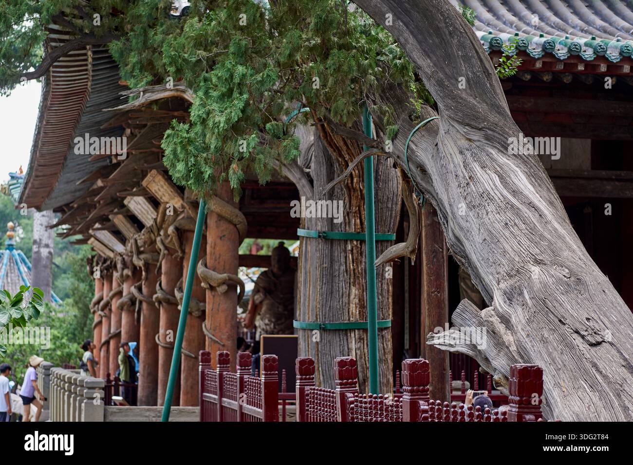 A 3,000-year-old cypress tree standing in the grounds of Jinci Temple near Taiyuan