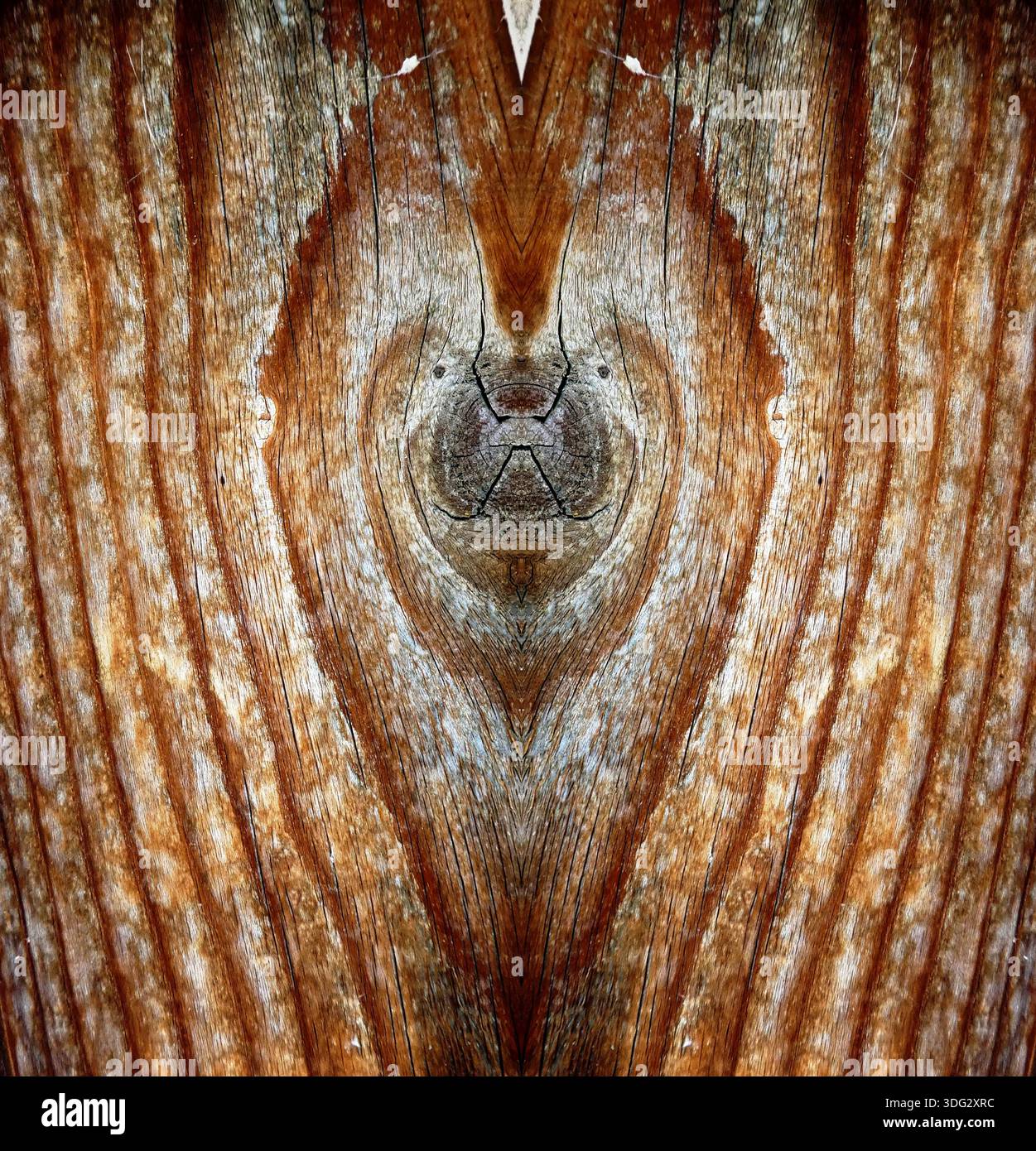 Bilateral symmetry hi-res stock photography and images - Alamy