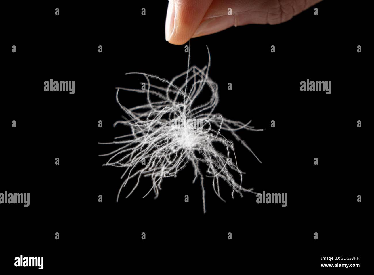 closeup of hand holding a down feather isolated on black background Stock Photo