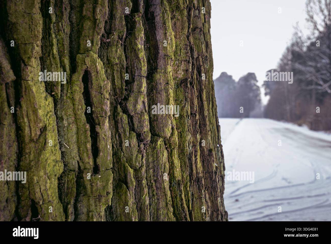 Moss on a bark of oak tree in Lodzkie Voivodeship of Poland Stock Photo