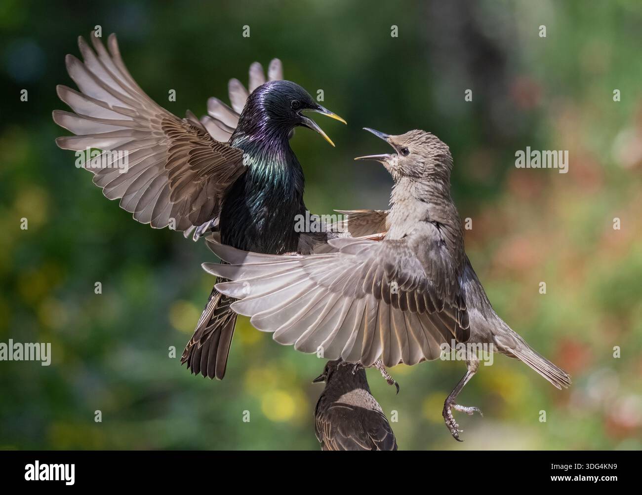 European Starlings (Sturnus vulgaris) fighting mid-air. Two birds ...