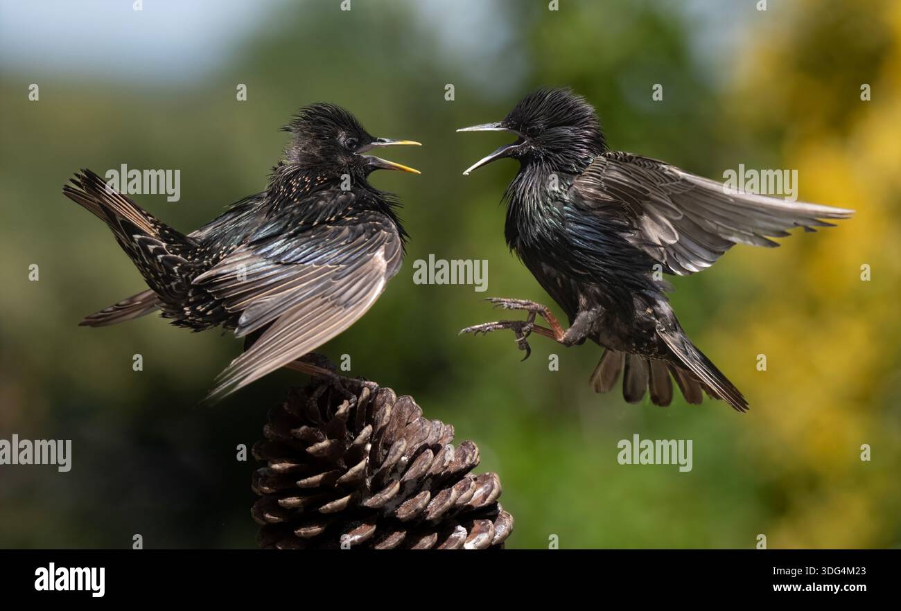 European Starlings (Sturnus vulgaris) fighting on pine cone. Two birds ...