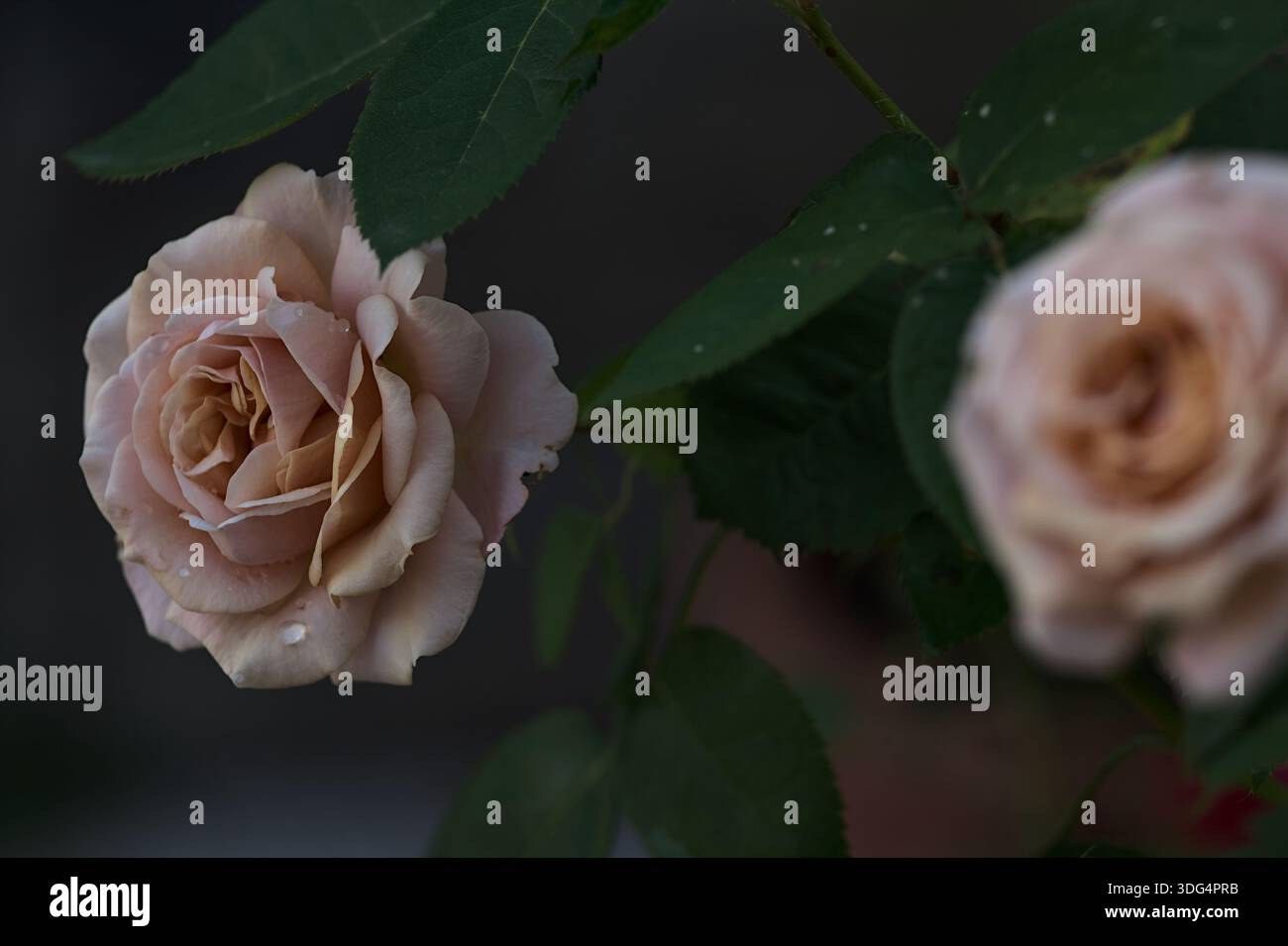 Orange miniature roses in bloom seen up close Stock Photo - Alamy
