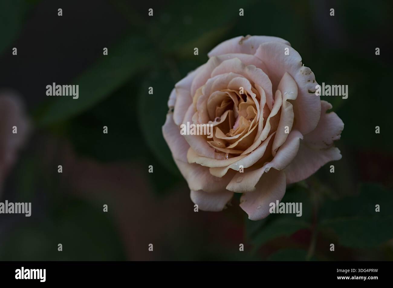 Orange miniature roses in bloom seen up close Stock Photo - Alamy