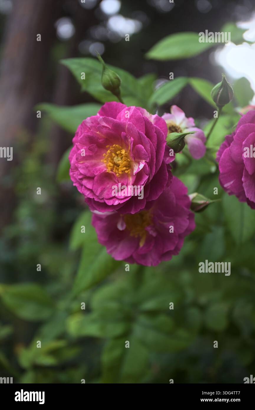 Pink rosa gallica in bloom on a stem seen up close Stock Photo - Alamy