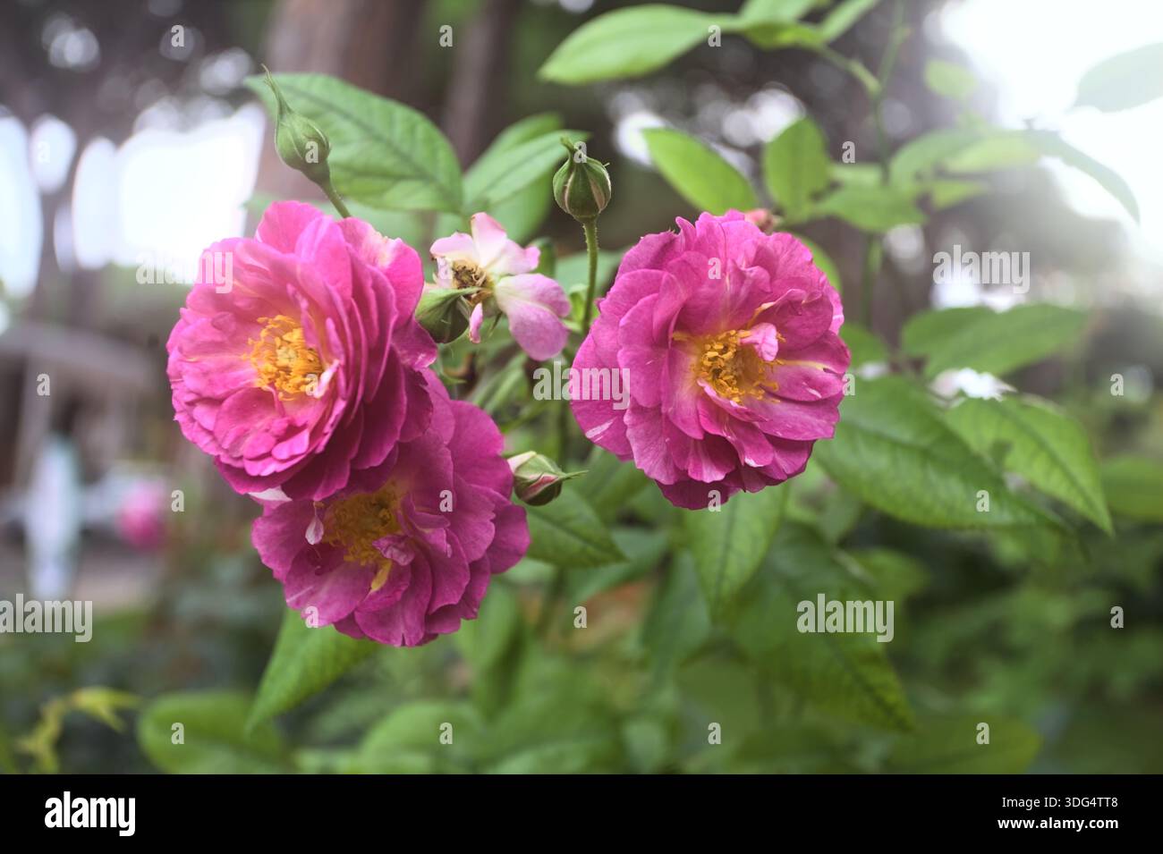 Pink rosa gallica in bloom on a stem seen up close Stock Photo - Alamy