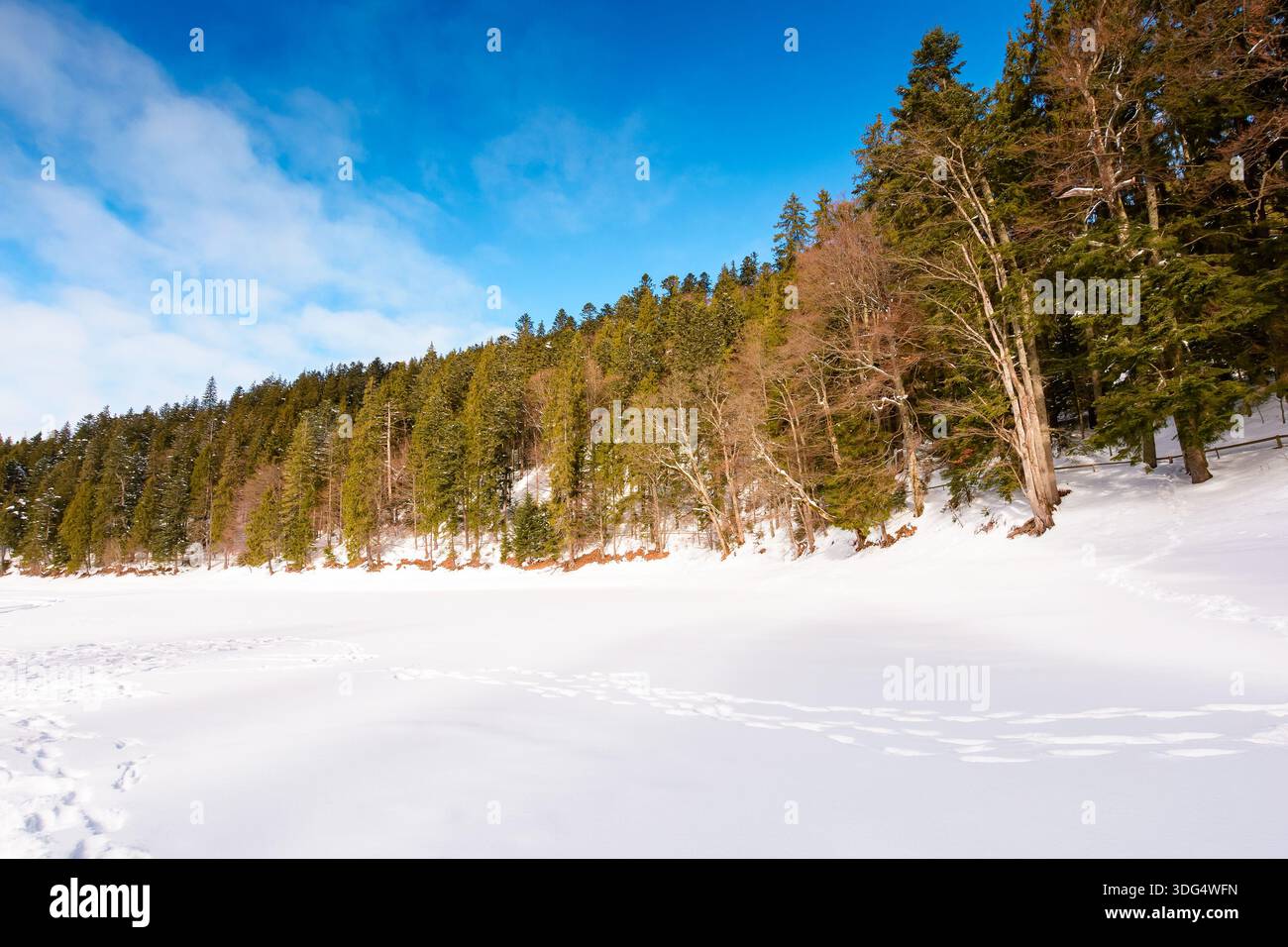 snow covered frozen lake in synevyr national park. tranquil winter landscape surrounded with coniferous forest on shore in carpathian mountains. beaut Stock Photo