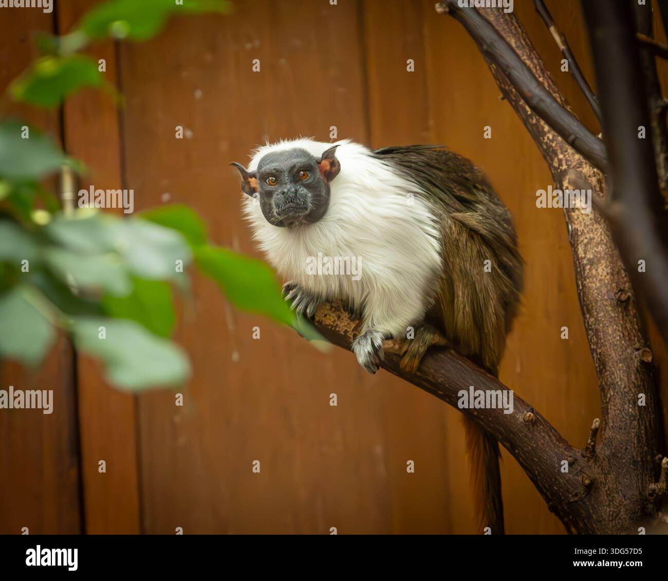 Cresting Primates Sagittal crest hi-res stock photography and images - Alamy