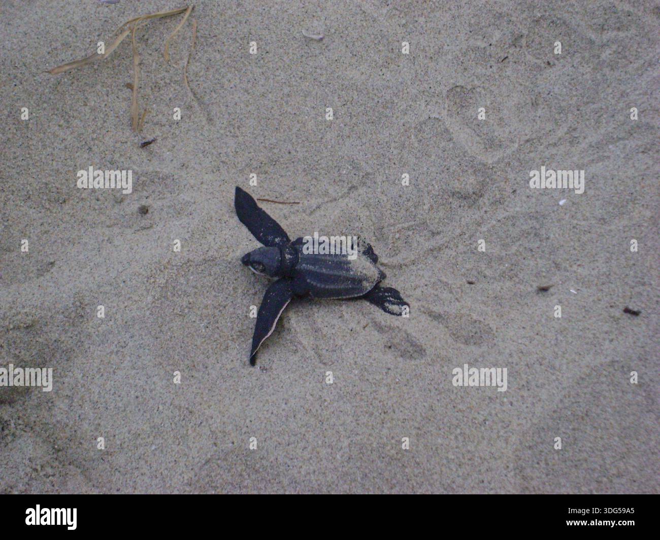 A Leatherback Sea Turtle Hatchling Crossing The Sand On The Seashore Of A Leatherback Sea Turtle Hatchling Crossing The Sand On The Seashore Of