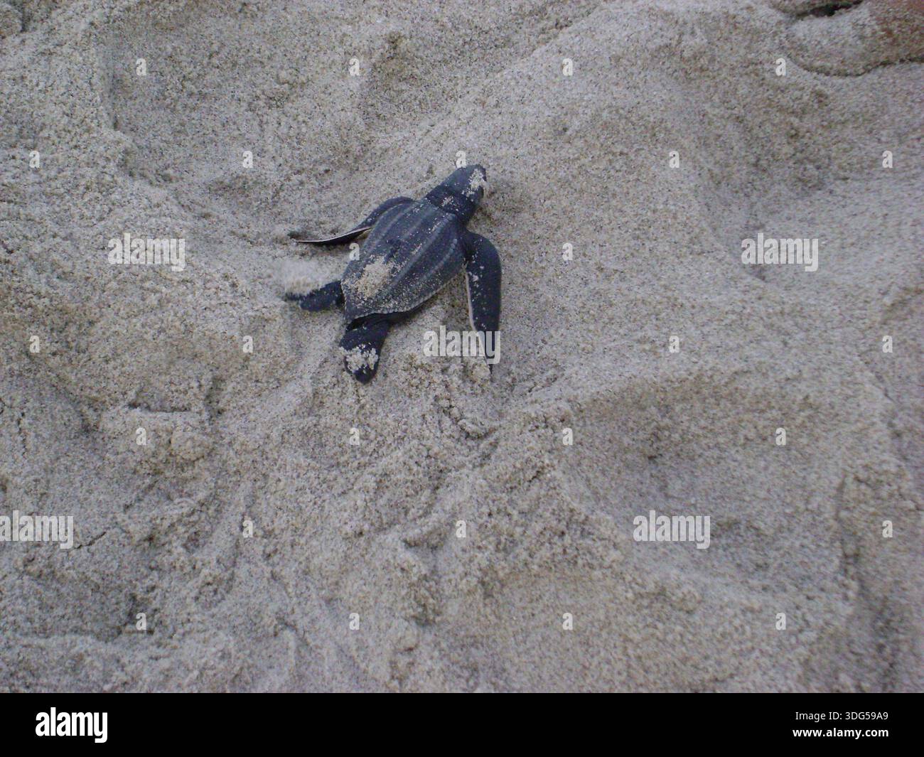 A Leatherback Sea Turtle Hatchling Crossing The Sand On The Seashore Of A Leatherback Sea Turtle Hatchling Crossing The Sand On The Seashore Of