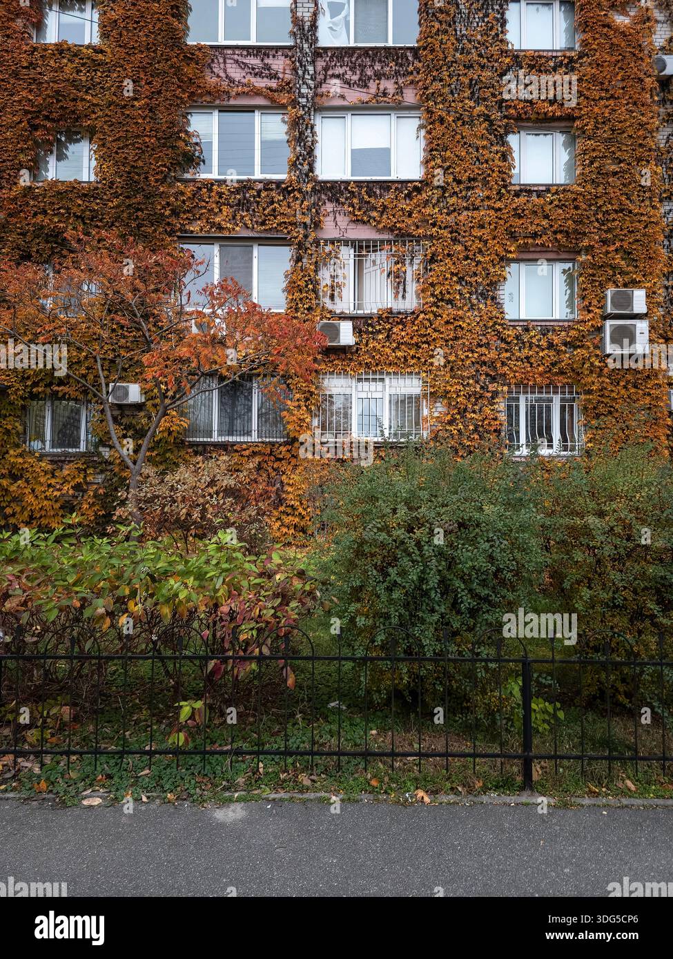 Orange autumn Boston ivy covers facade of multi story apartment house. Darnytskyi district, Kyiv, Ukraine. Residential architecture. Colorful Partheno - Smartphone Captured Stock Image
