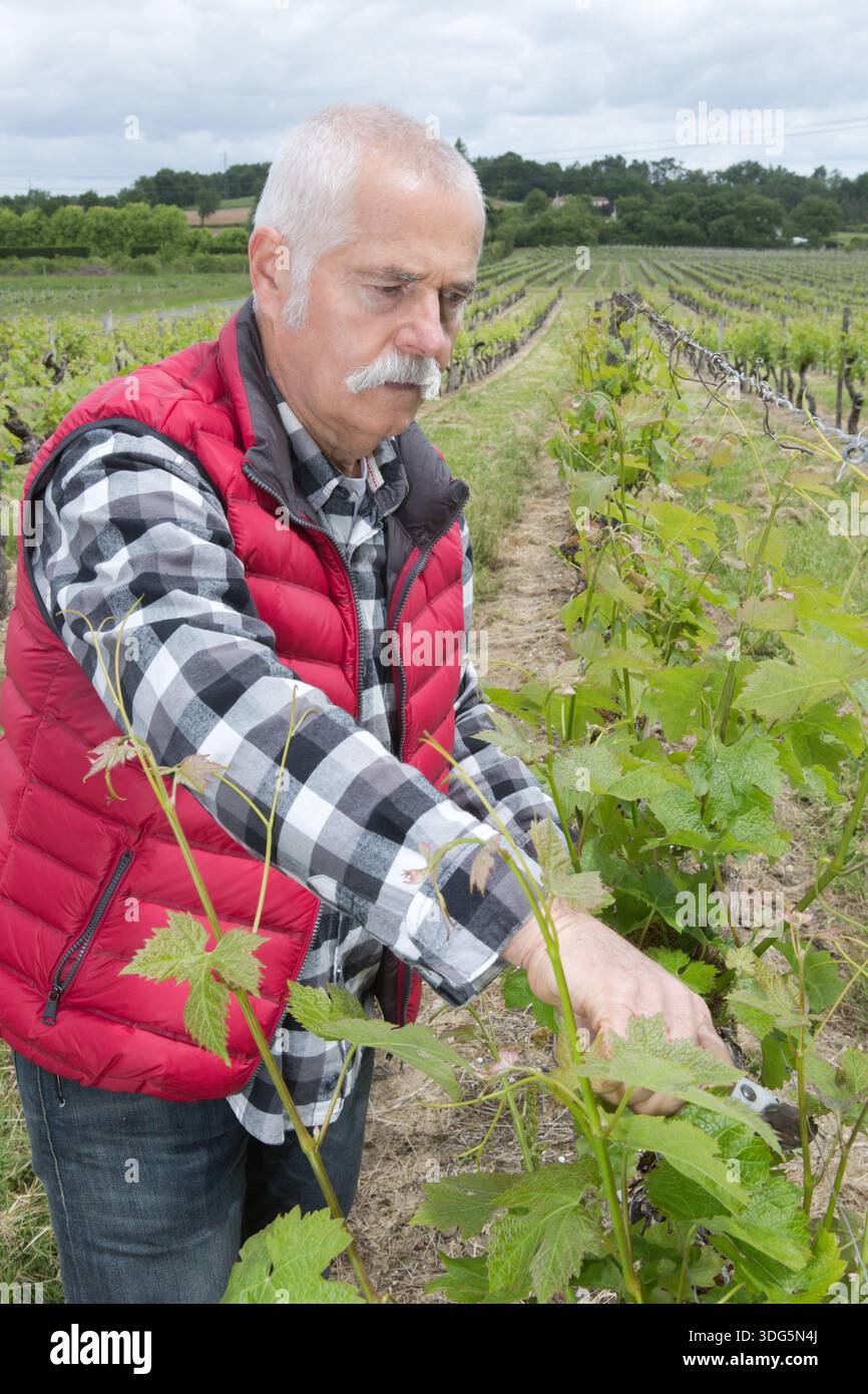 man in vineyard control drone from ground Stock Photo