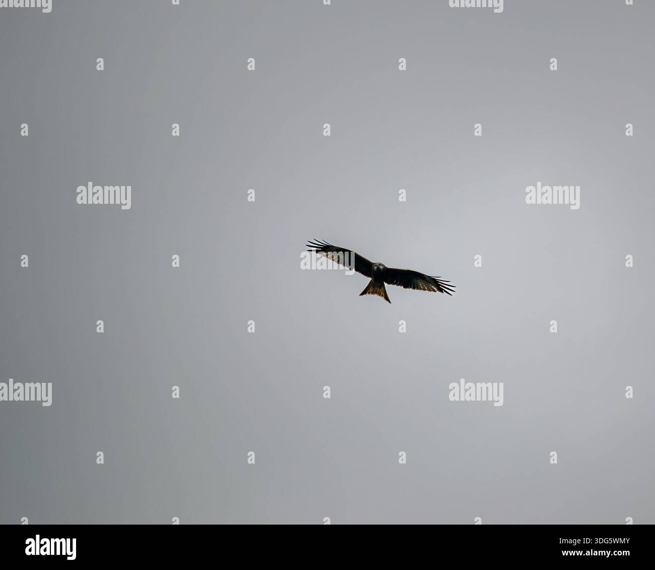 Forked tail flying high bird hi-res stock photography and images - Alamy