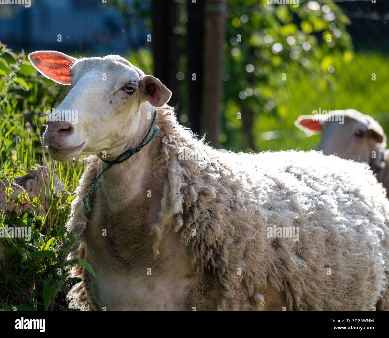 Sheep grazing on green meadow Stock Photo - Alamy