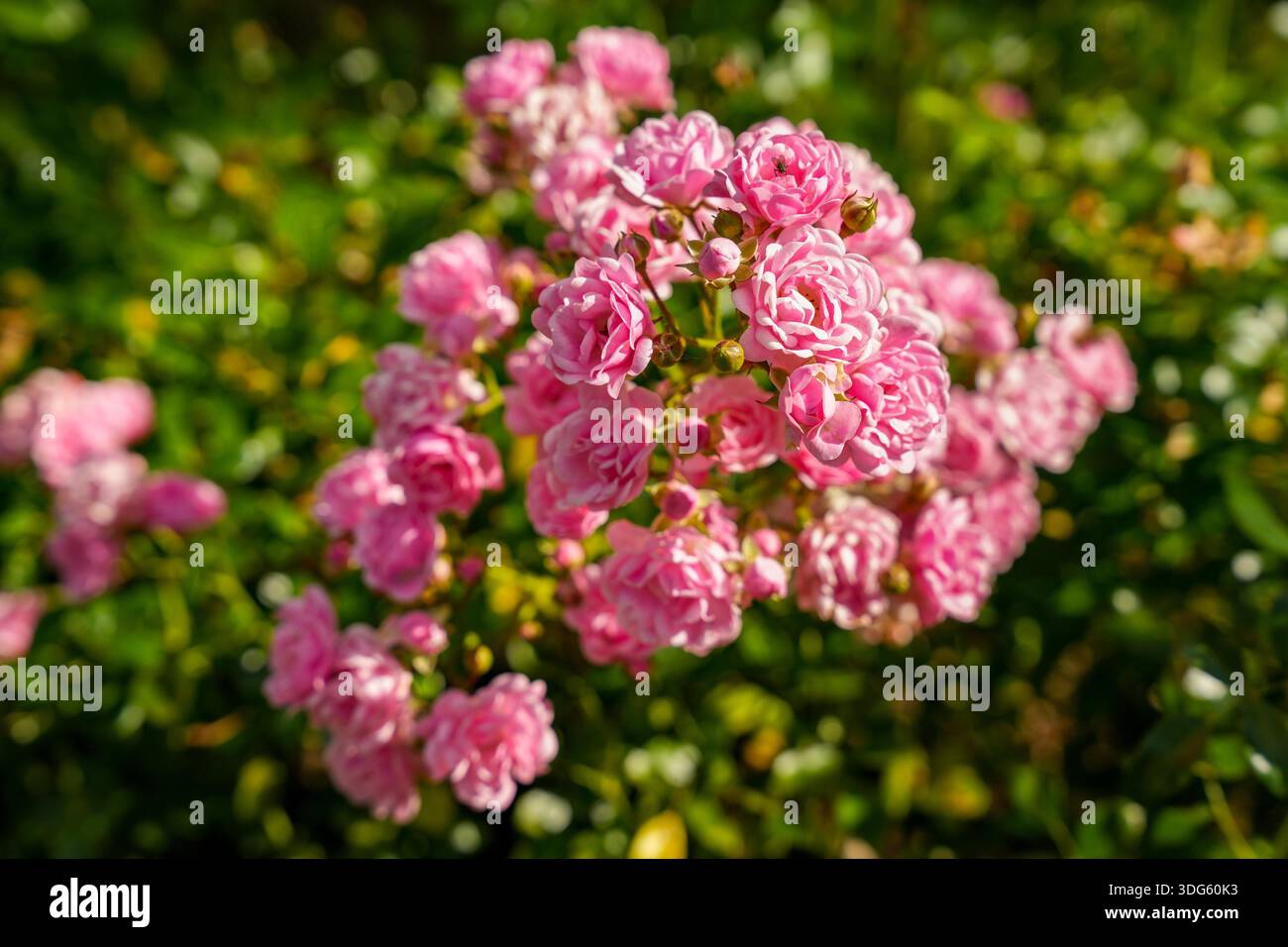 Pink-flowering ground cover roses (rose varieties with low growth ...