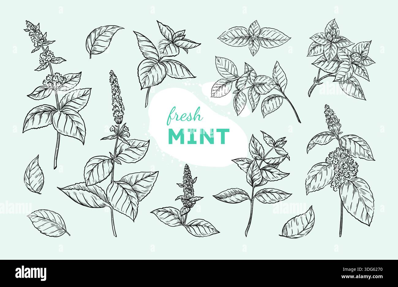 How To Draw Peppermint Plant
