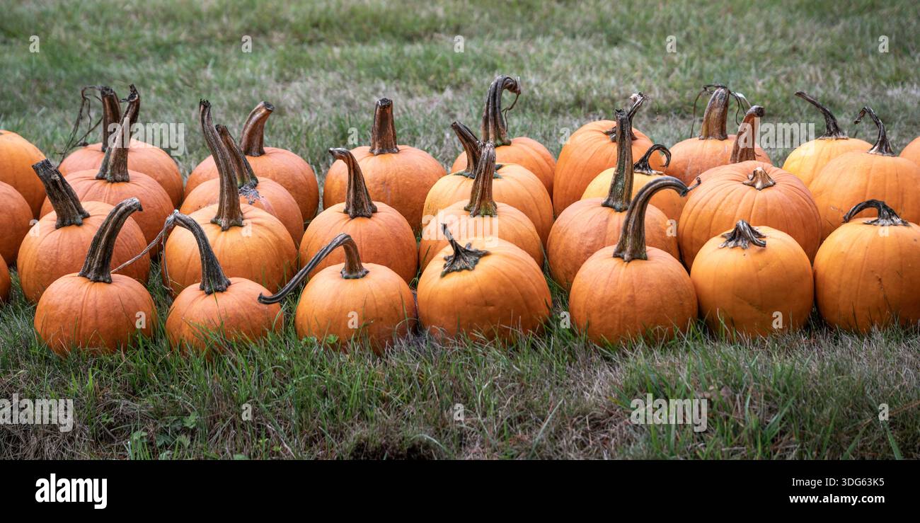 A group of orange pumpkins on green grass with stems reaching upwards ...