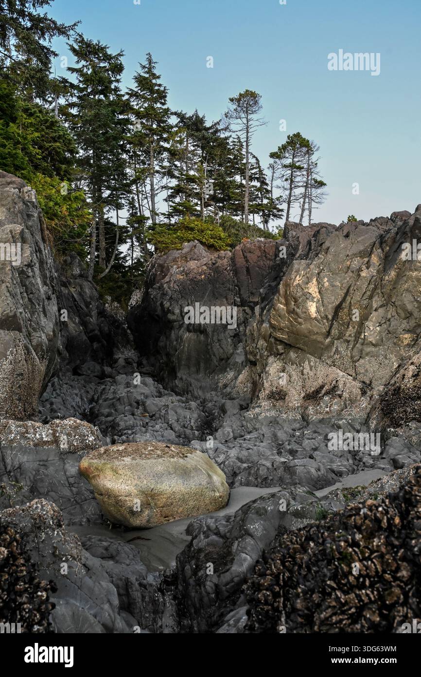 Rugged coastal rocks with towering trees under a clear blue sky Tofino ...