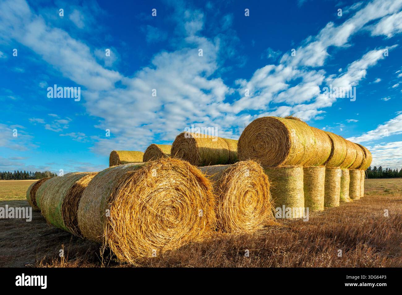 Golden hay bales stacked in a sunny field under a blue sky with ...
