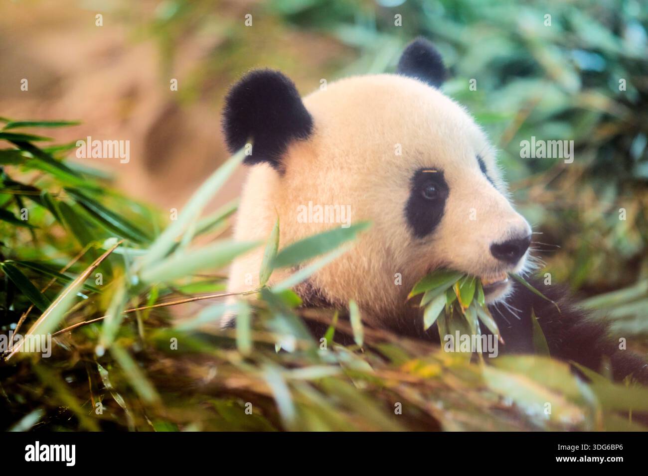 Panda chewing bamboo surrounded by lush green leaves in a natural ...
