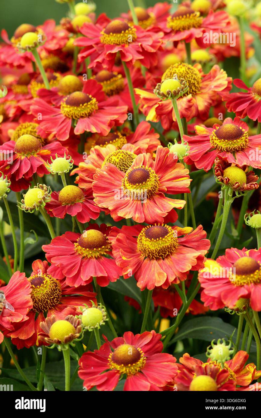 Helenium Vicky sneezeweed bearing masses of yellow and deep orange ...